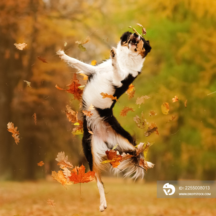 边境牧羊犬在秋季公园有趣散步黄色美丽肖像