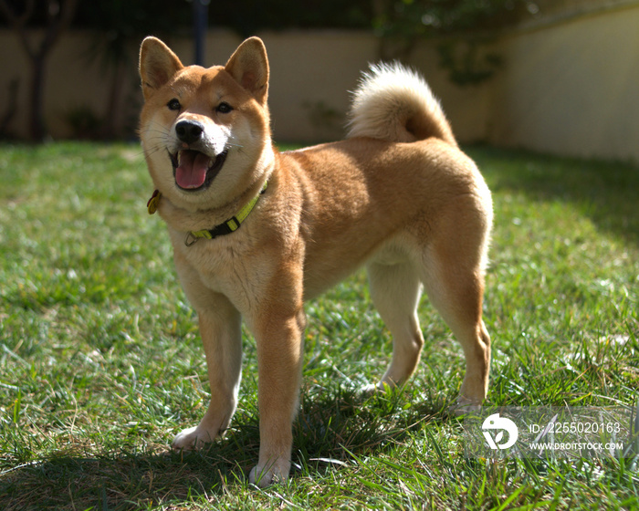 Shiba犬