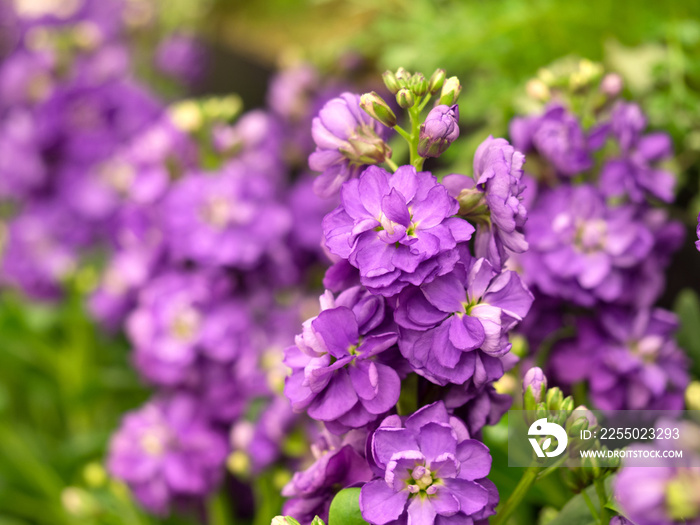 ストックの花