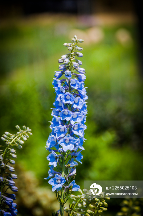 Rittersporn, Delphinium, Ranunculaceae, Hahnenfussgewächse, Zierpflanze, Zierblume, Blume, blaue Blü