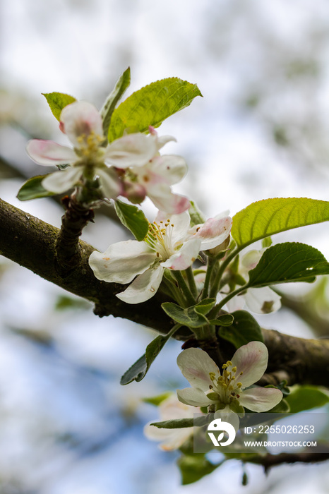 Fleurs de pommier au printemps.