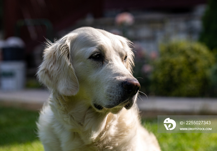 花园里绿草上美丽的金毛寻回犬