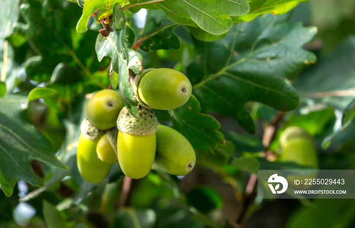 粗壮栎（Quercus robur）