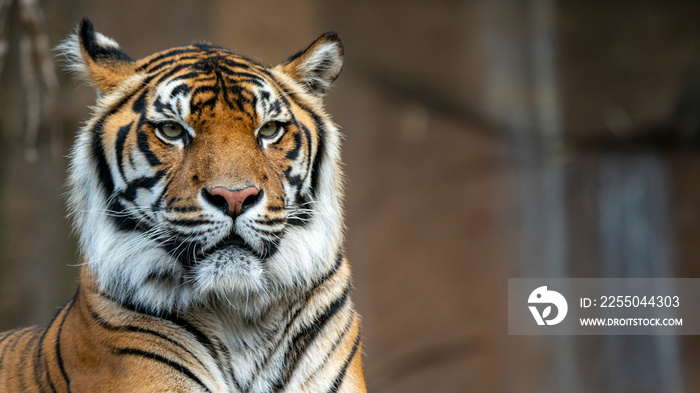 Sumatran tiger head shot looking off camera right