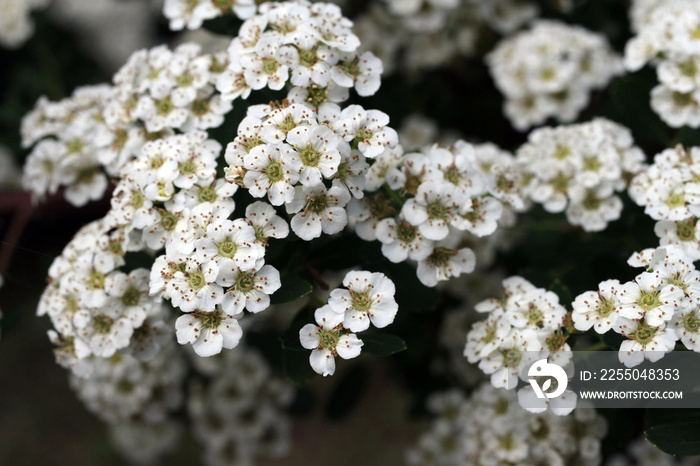 Achillea millefoglie