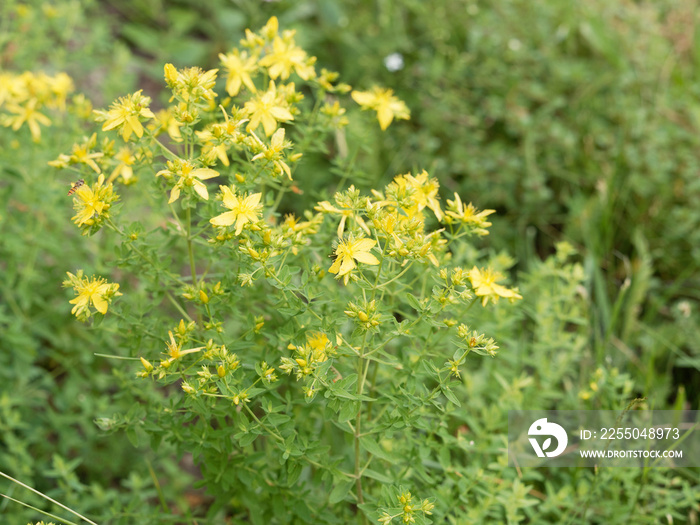 Hypericum perforatum - Millepertuis perforé ou millepertuis officinal