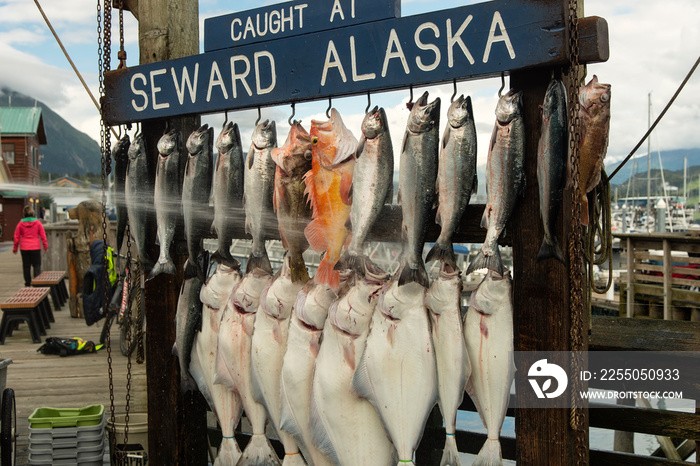 Fresh salmon;  Seward, Alaska