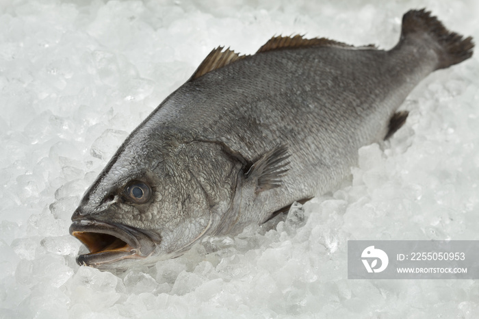 Fresh raw corvina fish