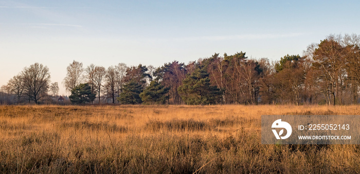 Field with high yellow grass and row of trees. Nature reserve Ne