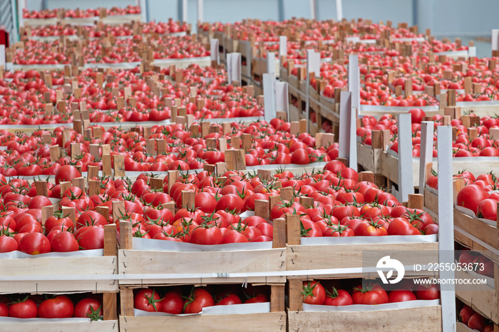 Tomatoes Market Big Warehouse