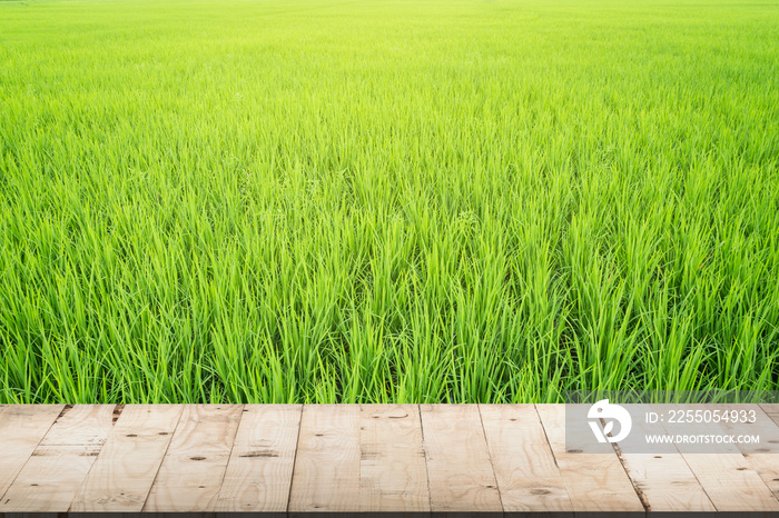 稻田里的水稻和木桌