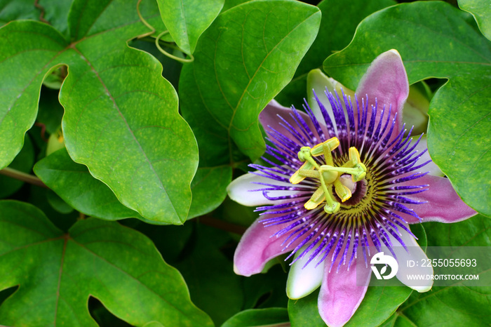 purple passion flower, passion flower