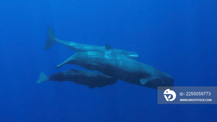 Swimming with Sperm Whales in Dominica, and Island Nation in Caribbean