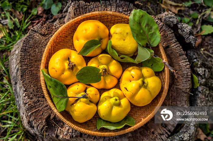 Organic ripe yellow quince fruits in the wicker basket