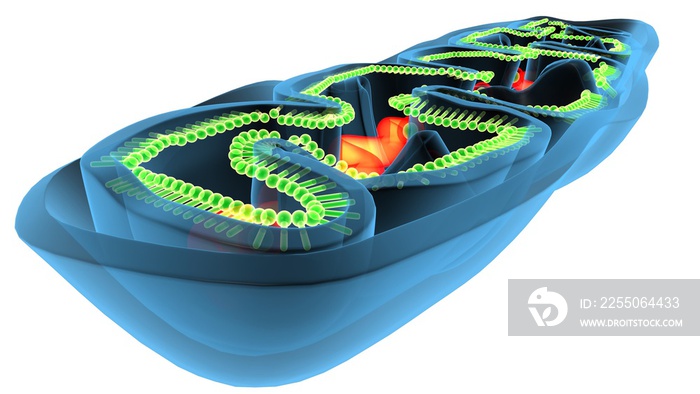 线粒体——真核细胞的能量提供者的3D插图