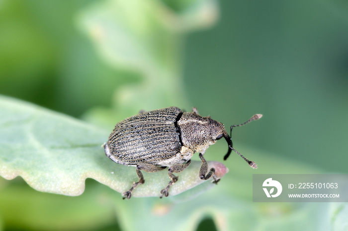 Ceutorhynchus napi weevil of beetle from family Curculionidae. This is pest of oil rape plants.