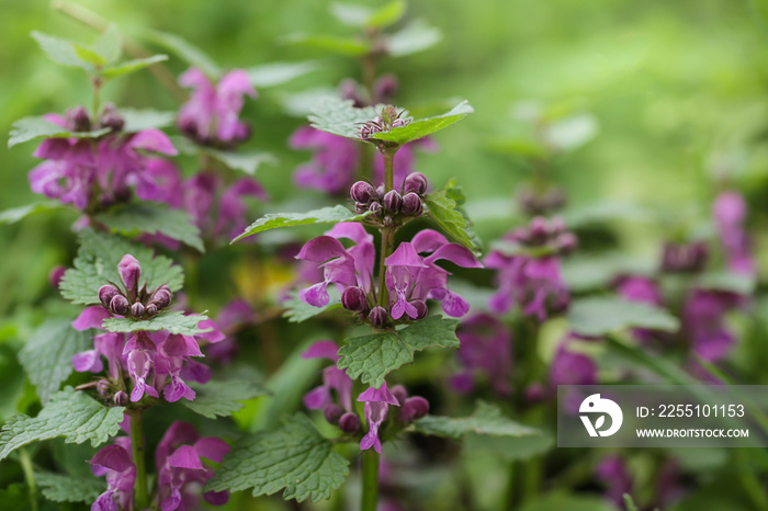 Pink flowers of spotted dead-nettle Lamium maculatum. Lamium maculatum flowers close up selective focus.