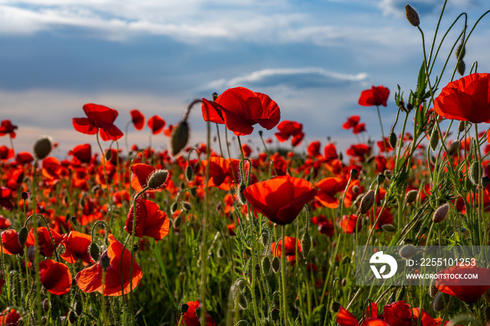 Poppies for remembrance day, anzac day. Red Poppy flowers for remembrance day.