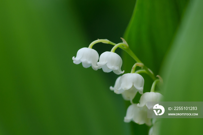 すずらんの花