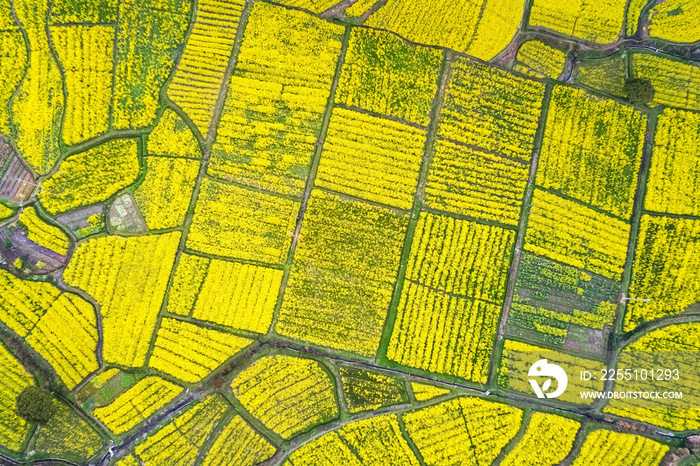 rapeseed flower blooming in farmland