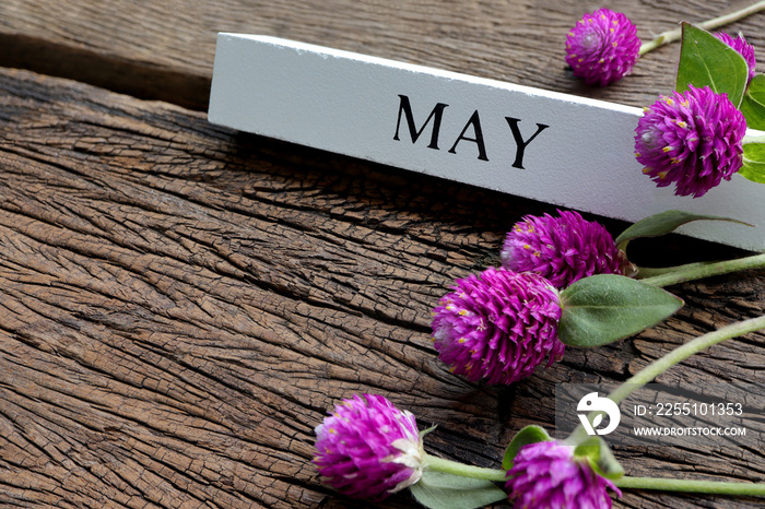 May month of spring. May text on white wood block and globe amaranth or gomphrena globosa flowers on old wooden background. Hello May concept.