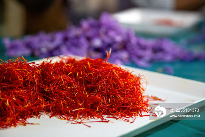 Saffron threads pile, close up, purple flower petals background. Crocus stamen separating process