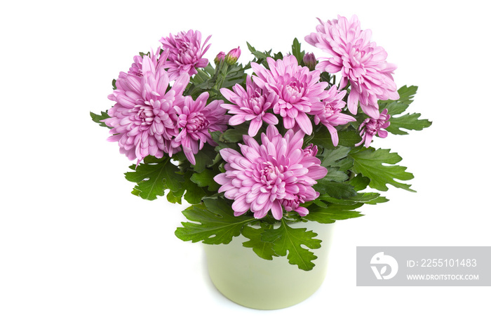 Purple or pink chrysanthemum flowers isolated on white background