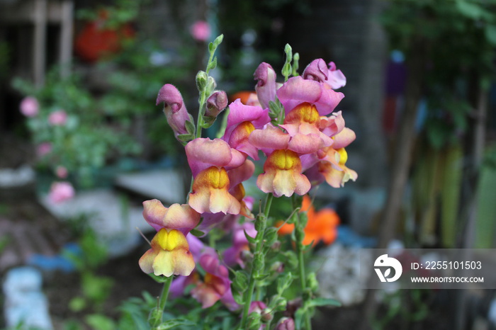 Antirrhinum is a genus of plants commonly known as dragon flowers or snapdragons