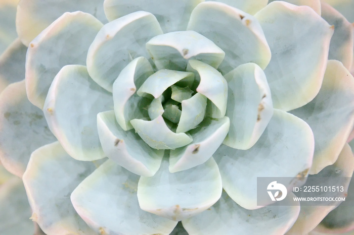 Cactus beautiful plant summer minimal style