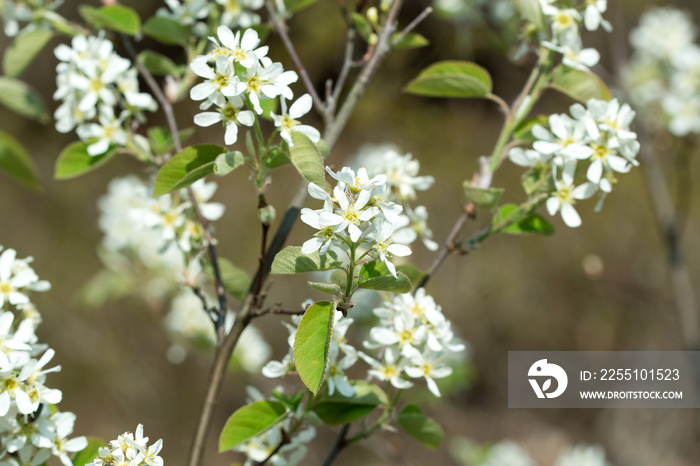 Amelanchier lamarckii, juneberry, serviceberry white flowers closeup selective focus