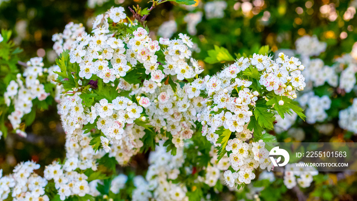 Hawthorn blossoms, spring background with white hawthorn flowers