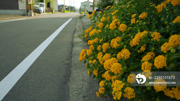 家の前に咲く黄色い花と道路