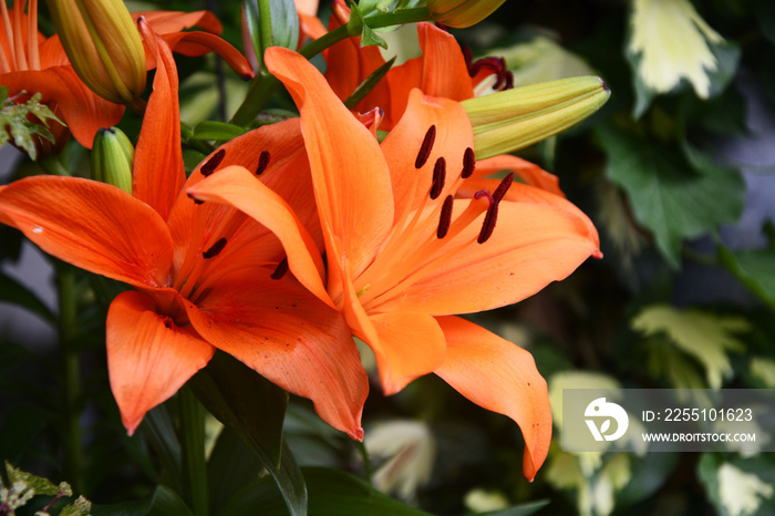 orange tiger lilies