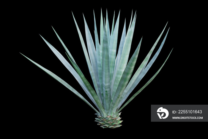 Agave plant isolated on  black background. clipping path. Agave plant tropical drought tolerance has sharp thorns.