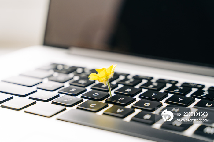 Laptop keyboard with yellow flower growing on it. Green IT computing concept. Carbon efficient technology. Digital sustainability