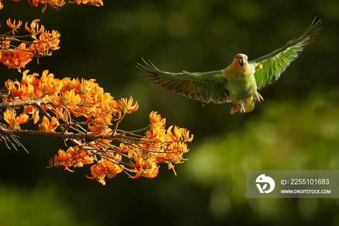 Orange-winged Parrot, Amazona amazonica, green parrot flying next to bright orange flowers of Immortelle tree, Erythrina poeppigiana. Tobago island, Trinidad and Tobago.