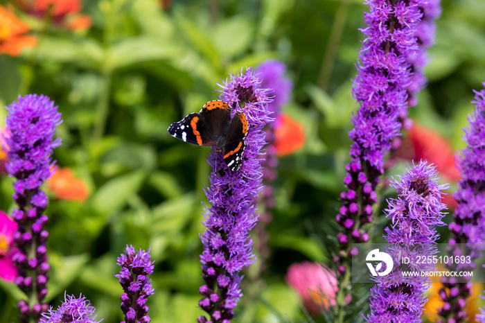 Liatris spicata flowers in the summer garden