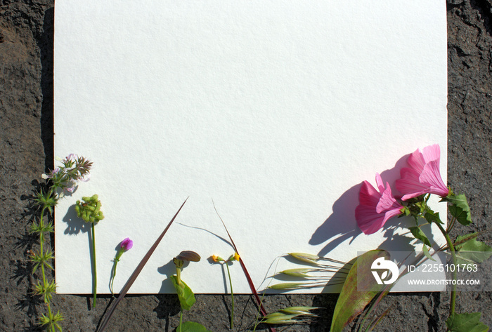 Composizione di fiori e piante spontanee su foglio di carta ruvida, visione dall’alto, piana, fiori e piante spontanee cornice