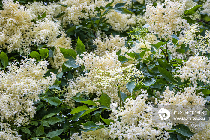 White elderberry flowers in summer sunny day.  Black sambucus (Sambucus nigra) white blooms. White elder flower cluster on dark green leaves in garden. Nature blossom Sambucus ebulus background.