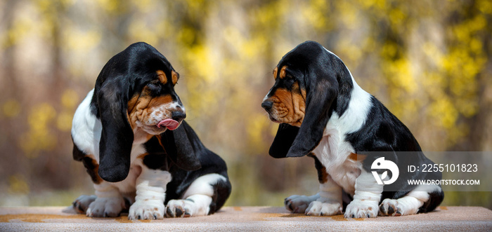 Cute basset hound puppy