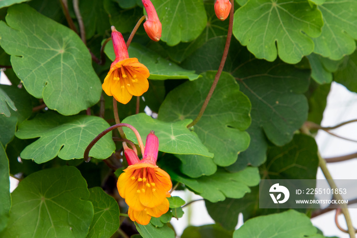 Mashua flower (Tropaeolum tuberosum) tuber crop native to the Andes