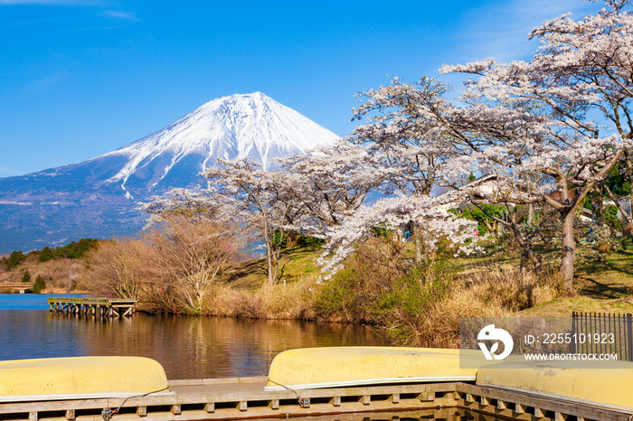 富士山と桜　静岡県富士宮市田貫湖にて