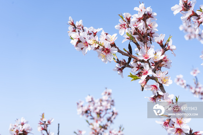 Rama de almendro en flor con cielo azul de fondo