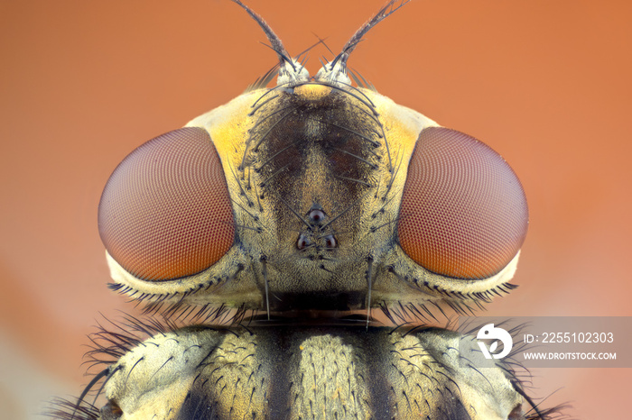 high detail portrait of a stable fly. large brown eyes. yellow fur. detailed compound eye cells.