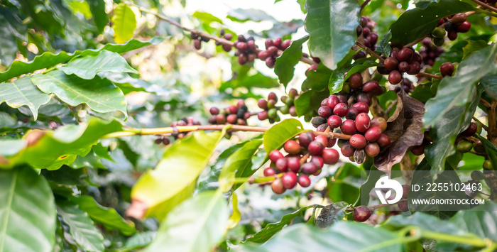 Arabicas Coffee Tree on Coffee tree at Doi Chaang in Thailand Coffee bean Single origin words class specialty