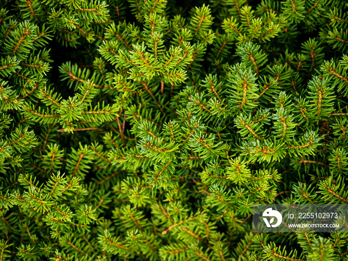 The mugo pine plant in a outdoor garden, close up photo, natural background