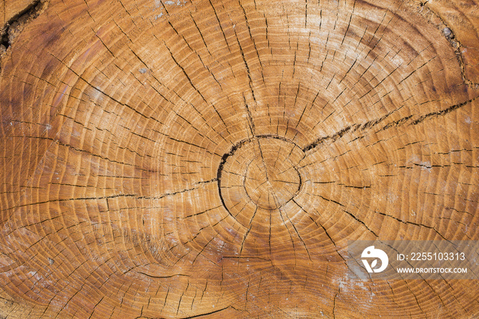 Death of an old tree. The texture of the tree in the stump.