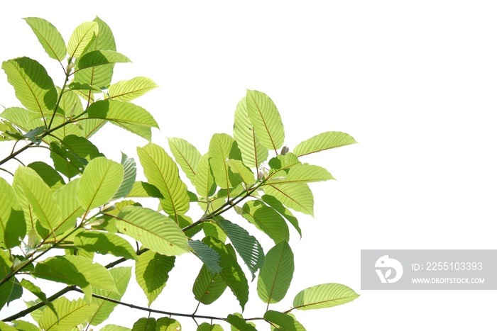 In selective focus a branch of Kratom leaves on white isolated background for green foliage backdrop with copy space