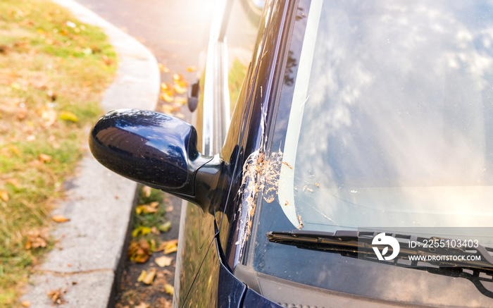 Detail of Large Bird Excrement on a Blue Car