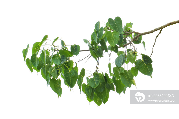 Green leaves on branch isolated on white background. with clipping path.